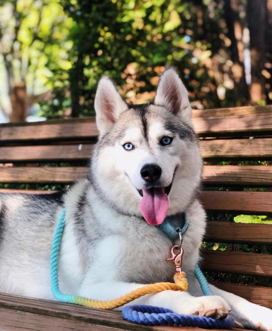 ROPE LEASH - SUNSET-1