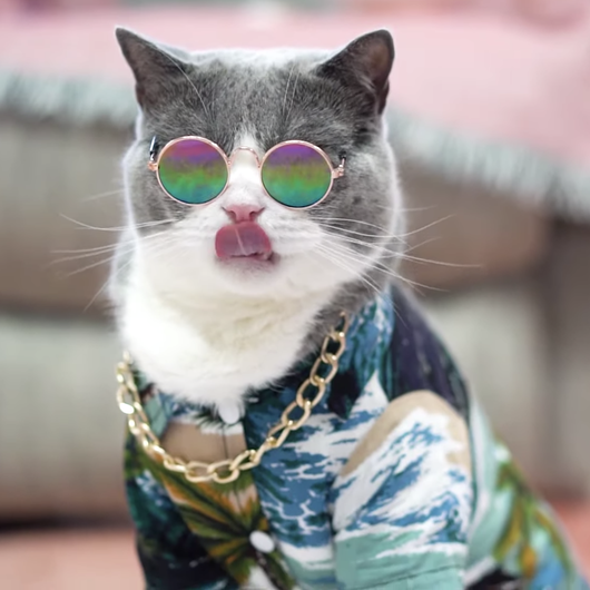 Cool Cat Sunnies-0