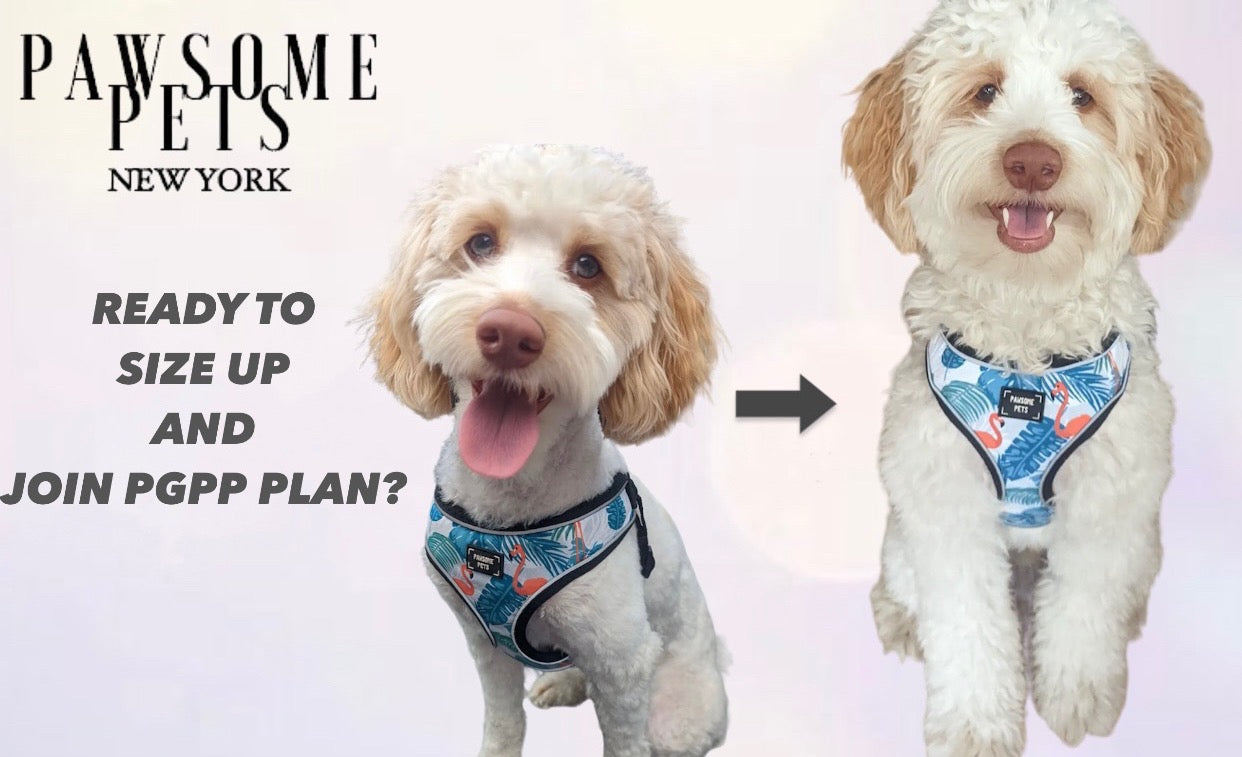 PAWSOME PETS NEW YORK PUPPY GROWTH PAWTECTION PLAN-0