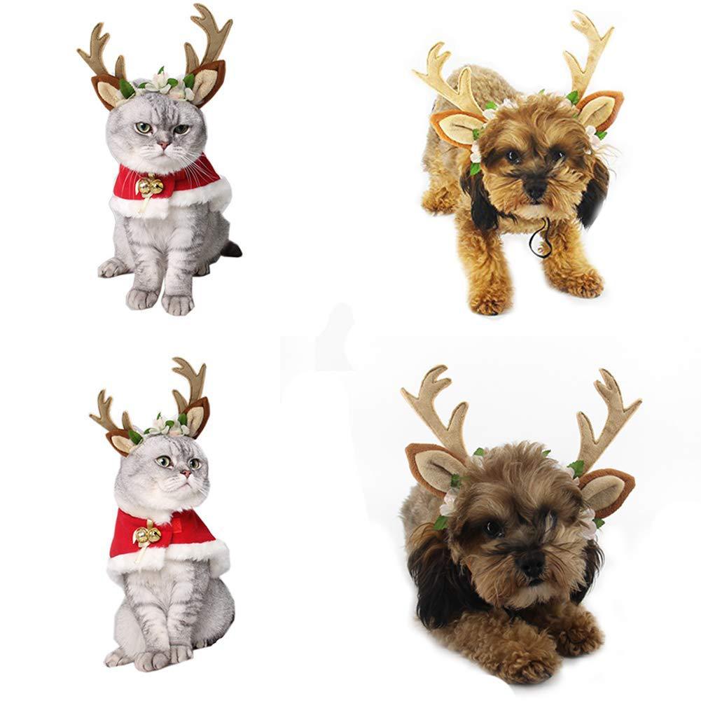 Reindeer look for pets-0