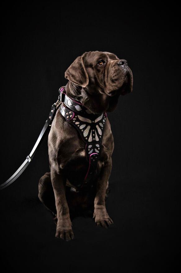 The ''Ariel'' harness-2