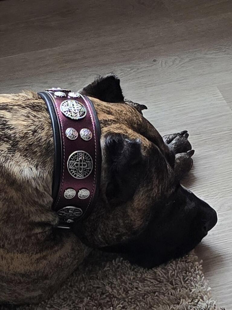 The "Hektor" Burgundy Collar LIMITED-3
