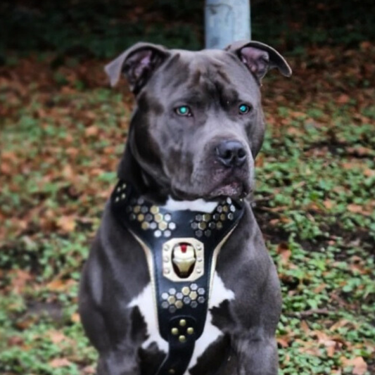 Irondog Harness-2