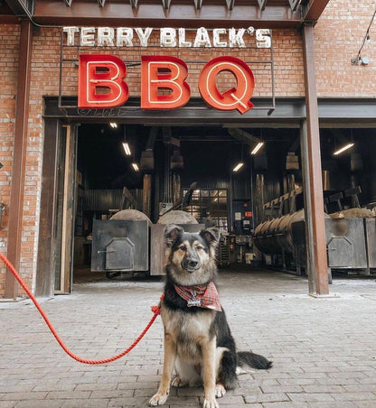 ROPE LEASH - PRIMROSE-2