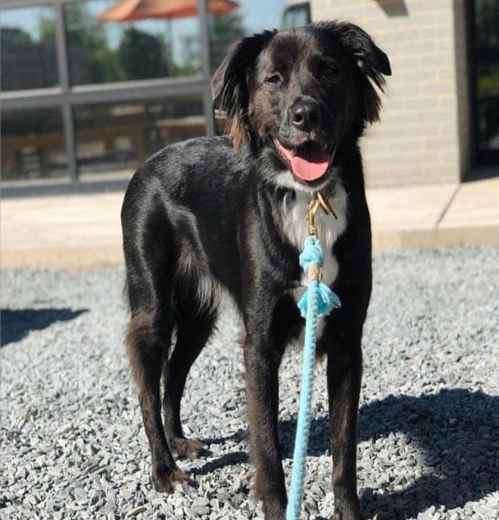 ROPE LEASH - PASTEL RAINBOW-3
