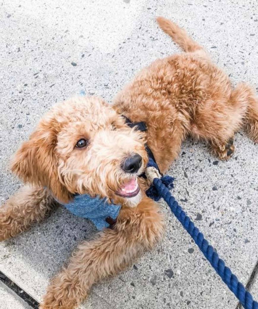 ROPE LEASH - OMBRE PURPLE-2