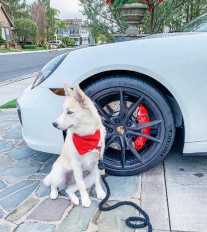 ROPE LEASH - OMBRE PURPLE-3