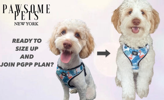 PAWSOME PETS NEW YORK PUPPY GROWTH PAWTECTION PLAN-0