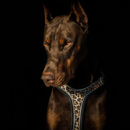 The Leopard Harness-1