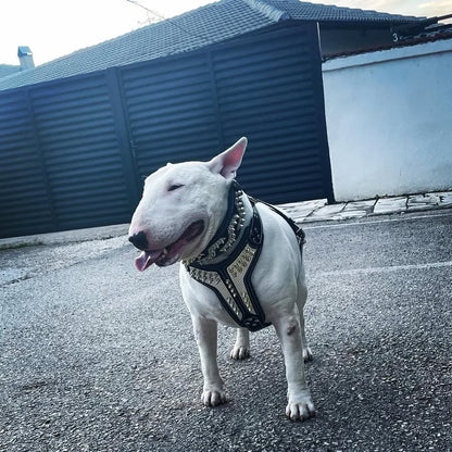 ''Platinum'' harness Medium Size-2