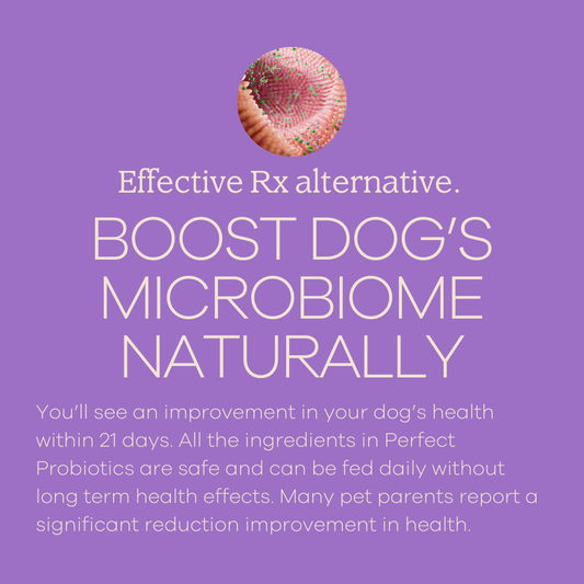 Perfect Probiotics-1