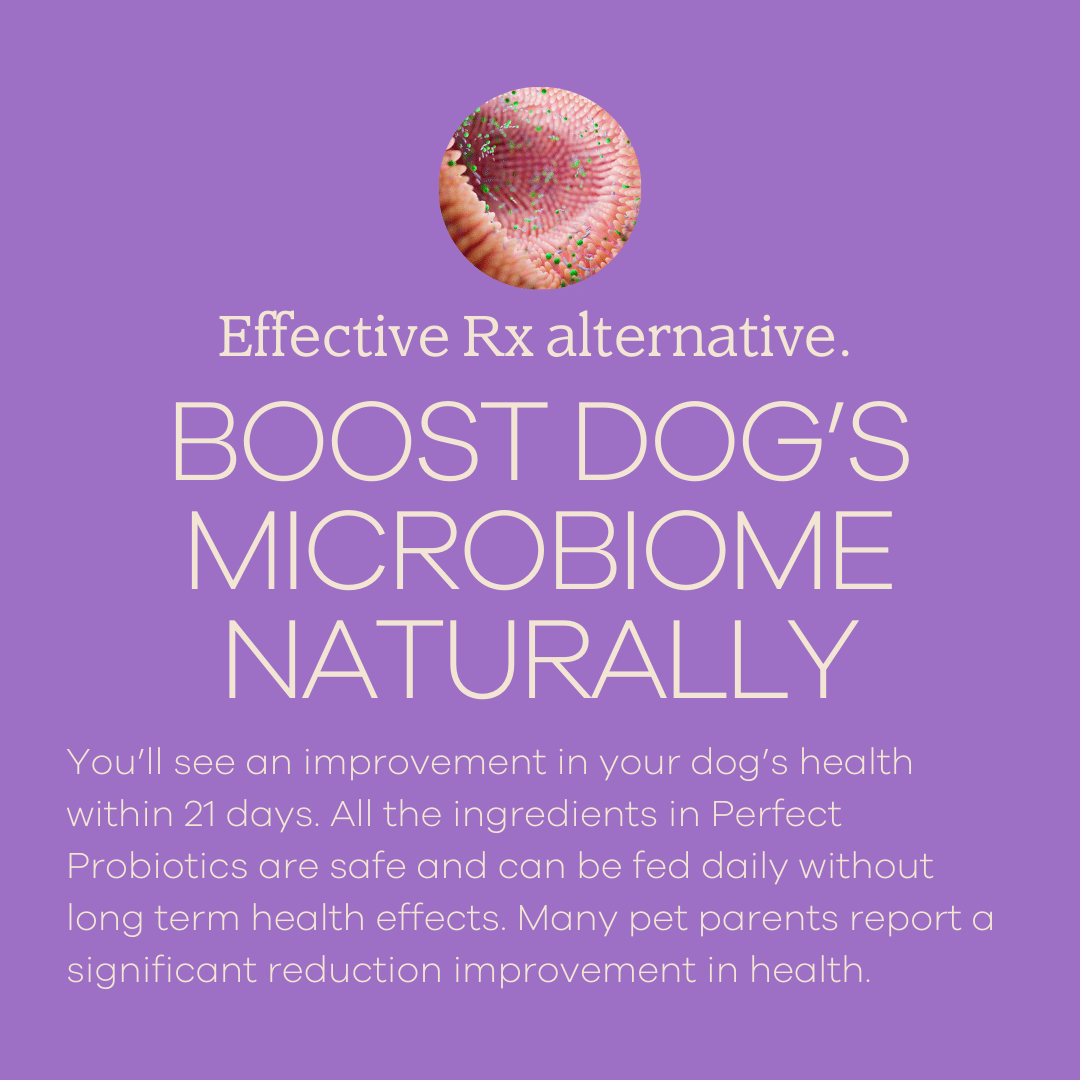 Perfect Probiotics-1